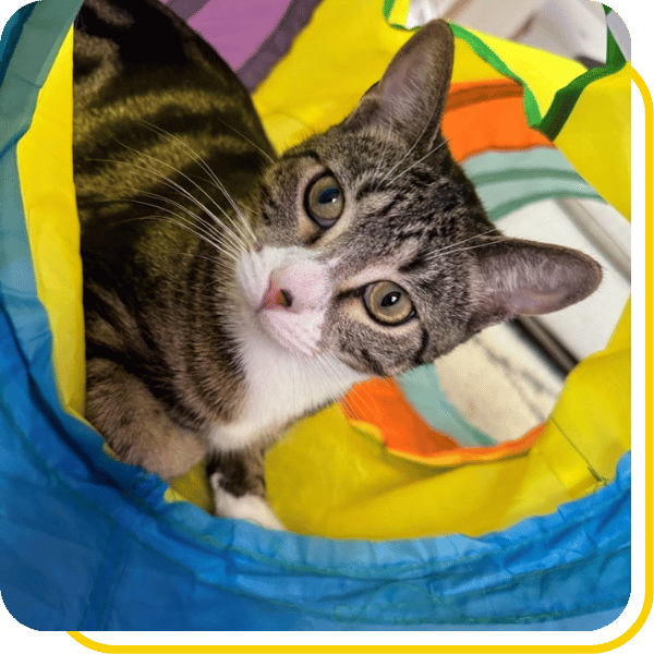 Cat Sitting & Small Animal Care