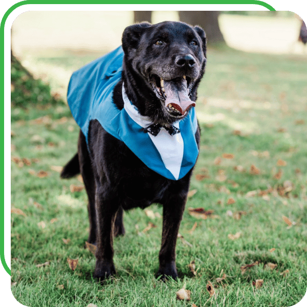 Wedding Pet Attendant