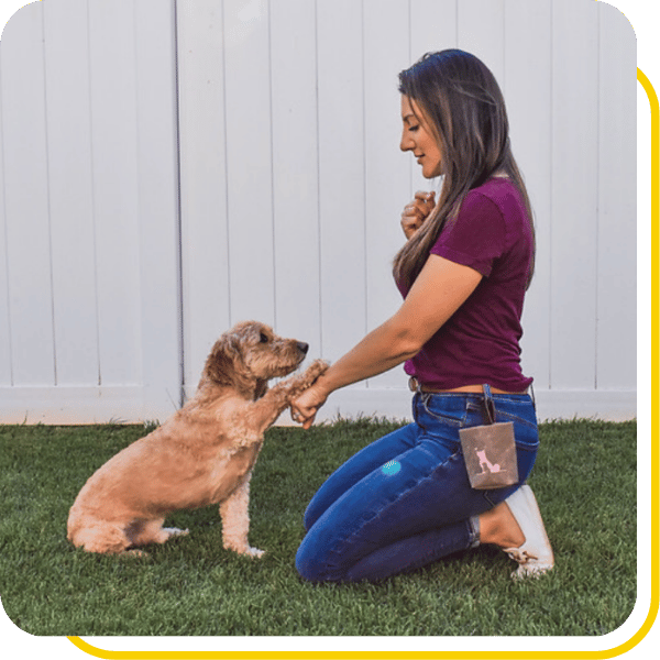 Dog Training Dog Days Pet Care