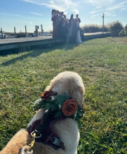 Dog during the Pet Attendants service in Central SuffolkLong Island Weddings & Events