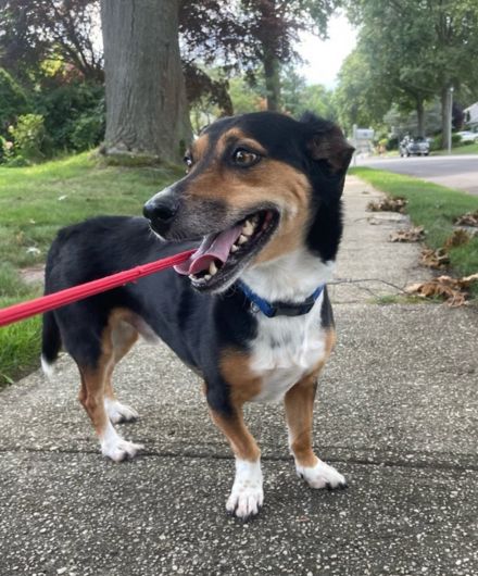 Small dog walking during a dog walking service by Dog Days Pet Care in Central Suffolk on Long Island