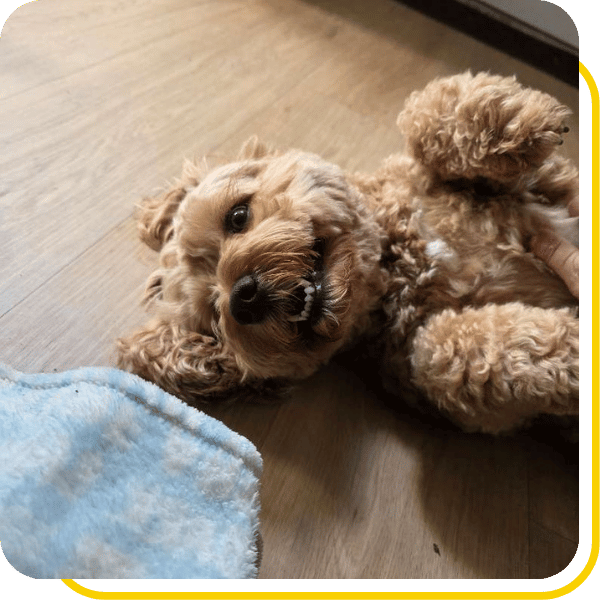Join the Dog Days family and count on our team during long workdays and travel!