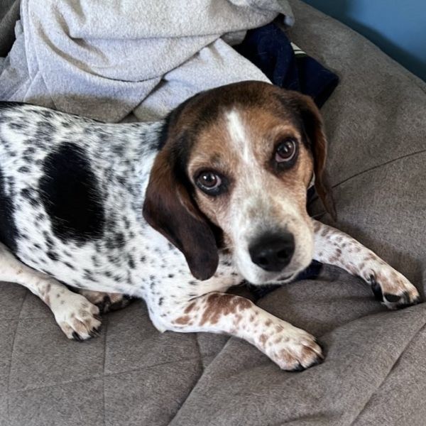 beagle in dog bed during an almost overnight service
